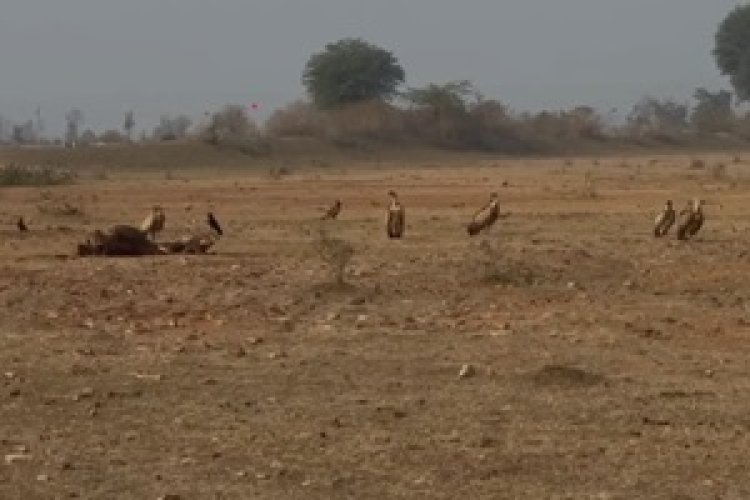 NEWS: गाँधीसागर वन्यप्राणी अभयारण्य, नीमच–मंदसौर क्षेत्र में गिद्धों की उत्साहजनक वृद्धि, संयुक्त गणना में 1084 + 507 गिद्ध दर्ज, संरक्षण प्रयासों के मिले सकारात्मक परिणाम,पढ़े खबर