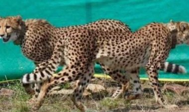 *BIG NEWS: मध्यप्रदेश के गांधी सागर अभयारण्य में वन्यजीव संरक्षण की ऐतिहासिक गूंज। प्रवास और पावक ने पूरा किया एक साल का अद्भुत और सफल सफर...! चीता प्रोजेक्ट को मिली बड़ी कामयाबी, सुरक्षित वातावरण में तेजी से ढलते चीते, वन विभाग की हाईटेक और चौकस निगरानी से बन रहा चीतों का नया आशियाना! पढ़े ये खबर