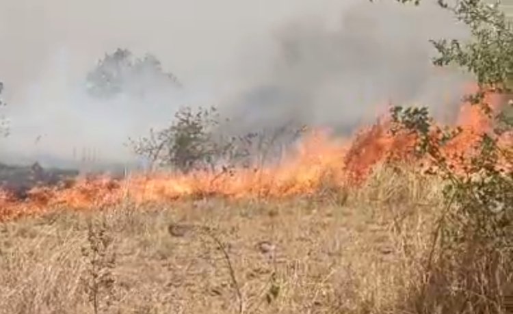 BREAKING NEWS: जंगल में धधकी आग… जीरन के दलपतपुरा के ऊपर पहाड़ियों में मची अफरा-तफरी, वन विभाग मौके पर , पढ़े आजाद मंसूरी की ये खबर