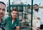 BREAKING NEWS : सुबह 5 बजे गांव दोबड़ा में दहशत का साया, घरों के बीच घुस आया 7 फीट का खतरनाक मगरमच्छ, नींद से जागे ग्रामीणों में मची अफरा-तफरी, रेस्क्यू टीम ने जान जोखिम में डालकर चलाया ऑपरेशन, काबू में आया ‘मौत का शिकारी’, पढ़े नरेंद्र राठौर की ये खबर