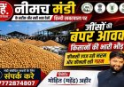 NEEMUCH MANDI: नीमच मंडी में सोयाबीन और लहसुन की बंपर आवक, आज किस जींस के भाव में आई गिरावट, और किसके भाव रहें तेज, देखें मोहित (महेंद्र) अहीर की इस रिपोर्ट में