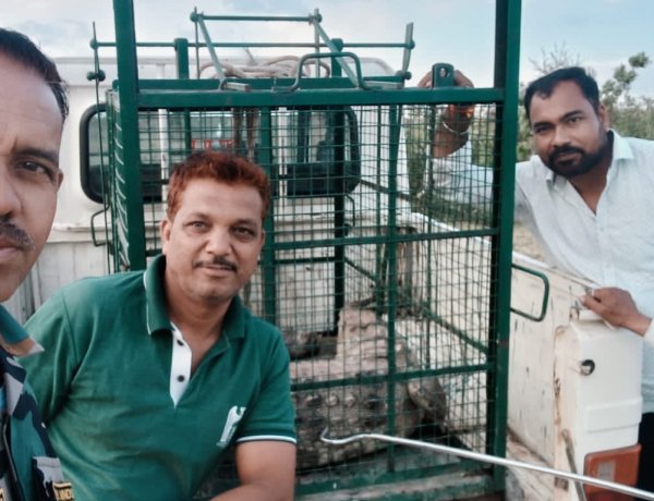 BREAKING NEWS : सुबह 5 बजे गांव दोबड़ा में दहशत का साया, घरों के बीच घुस आया 7 फीट का खतरनाक मगरमच्छ, नींद से जागे ग्रामीणों में मची अफरा-तफरी, रेस्क्यू टीम ने जान जोखिम में डालकर चलाया ऑपरेशन, काबू में आया ‘मौत का शिकारी’, पढ़े नरेंद्र राठौर की ये खबर