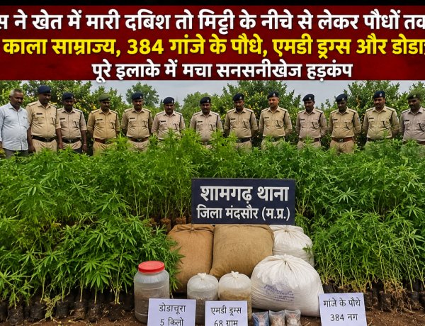 BIG NEWS: खेतों की मेड़ से रेलवे स्टेशन तक फैला था नशे का गुप्त नेटवर्क… संतरे के पेड़ों के बीच छिपाकर उगाए जा रहे थे गांजे के पौधे, दूसरी तरफ एमडी ड्रग्स और डोडाचूरा की सप्लाई, मंदसौर पुलिस की कार्रवाई ने खोली पूरे गिरोह की काली कहानी, पढ़े खबर