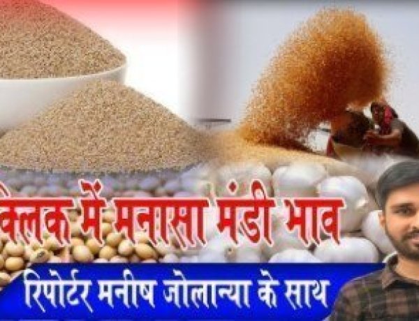 MANASA MANDI: मनासा मंडी में गेहूं और चने की बंपर आवक, आज किस जींस के भाव में आई गिरावट, और किसके दाम रहें तेज, देखें मनीष जोलान्या की इस रिपोर्ट में