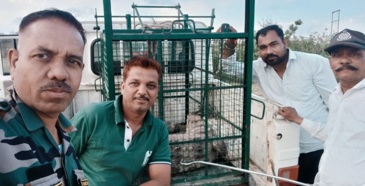 BREAKING NEWS : सुबह 5 बजे गांव दोबड़ा में दहशत का साया, घरों के बीच घुस आया 7 फीट का खतरनाक मगरमच्छ, नींद से जागे ग्रामीणों में मची अफरा-तफरी, रेस्क्यू टीम ने जान जोखिम में डालकर चलाया ऑपरेशन, काबू में आया ‘मौत का शिकारी’, पढ़े नरेंद्र राठौर की ये खबर
