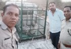 BIG ALERT: चंबल का खूंखार मगरमच्छ पहुंचा खेत के बाड़े तक! सुबह-सुबह ग्रामीणों की उड़ी नींद, पूरे गांव में मचा हड़कंप, वन विभाग ने घंटों की मशक्कत के बाद किया सुरक्षित रेस्क्यू, पढ़े खबर