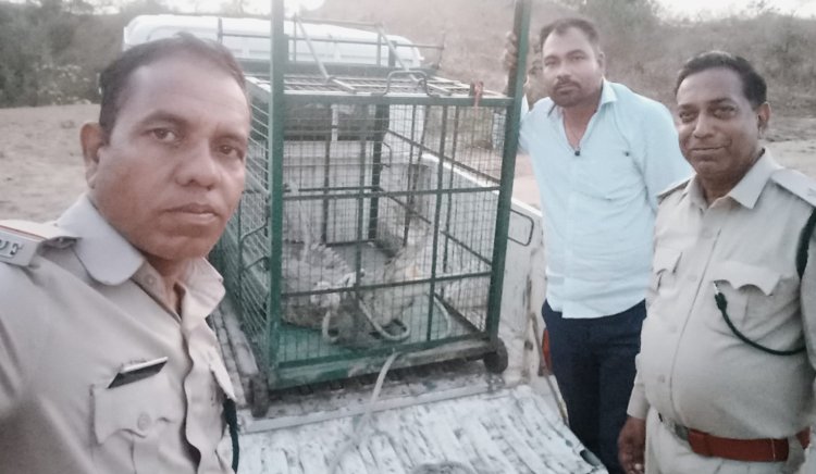 BIG ALERT: चंबल का खूंखार मगरमच्छ पहुंचा खेत के बाड़े तक! सुबह-सुबह ग्रामीणों की उड़ी नींद, पूरे गांव में मचा हड़कंप, वन विभाग ने घंटों की मशक्कत के बाद किया सुरक्षित रेस्क्यू, पढ़े खबर