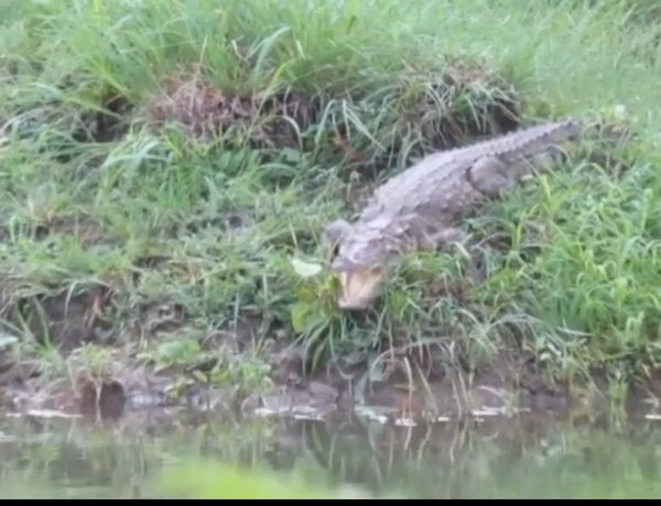 BREAKING NEWS: लुनाहेड़ा के तालाब किनारे मगरमच्छ की दस्तक! ग्रामीणों में मचा हड़कंप, वन विभाग ने संभाला मोर्चा; तलाश के बाद भी नहीं आया हाथ, पढ़े खबर