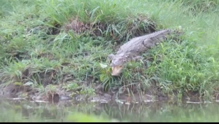 BREAKING NEWS: लुनाहेड़ा के तालाब किनारे मगरमच्छ की दस्तक! ग्रामीणों में मचा हड़कंप, वन विभाग ने संभाला मोर्चा; तलाश के बाद भी नहीं आया हाथ, पढ़े खबर