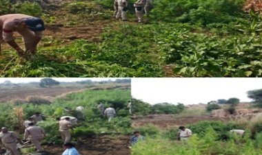 BIG NEWS: नीमच पुलिस का  बड़ा खुलासा! मक्का की आड़ और पत्थरों की ऊंची कोट के पीछे उग रहा था गांजा, 4 खेतों से 51 हजार पौधे जब्त, पढ़े खबर