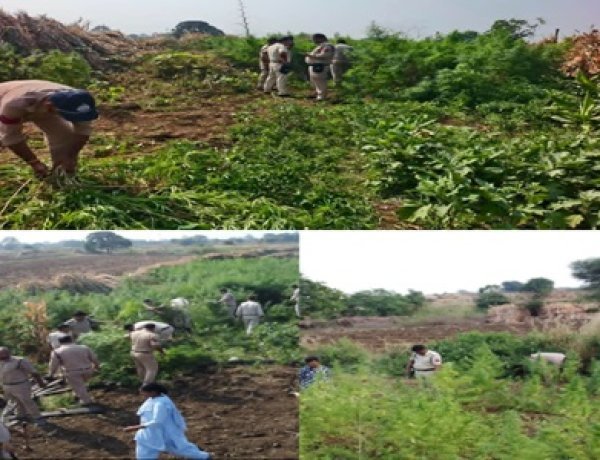 BIG NEWS: नीमच पुलिस का  बड़ा खुलासा! मक्का की आड़ और पत्थरों की ऊंची कोट के पीछे उग रहा था गांजा, 4 खेतों से 51 हजार पौधे जब्त, पढ़े खबर